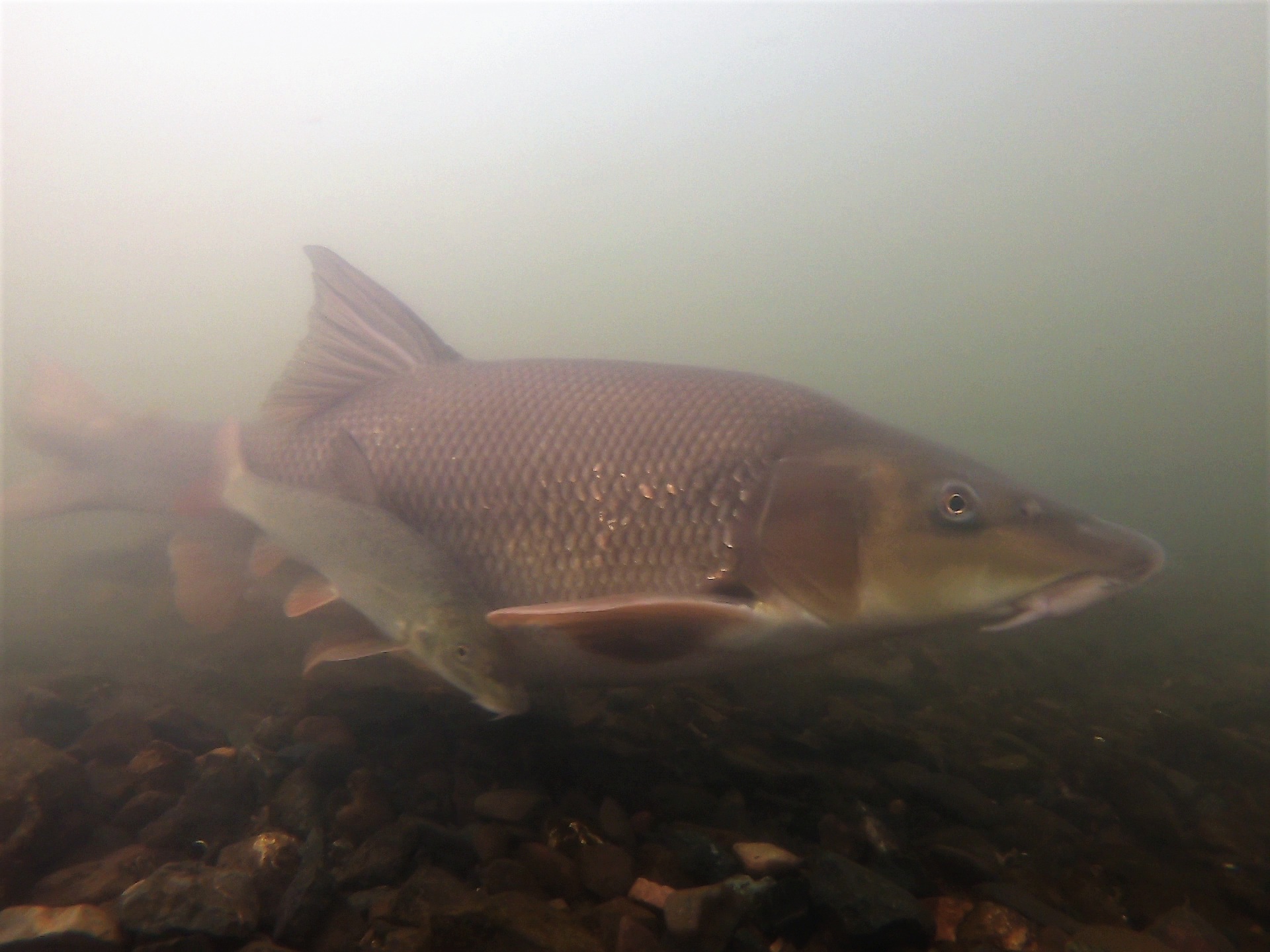 Zwei Barben an ihrem Laichplatz vor der alten Niddabrücke in Bad Vilbel. Das große Tier ist ein Weibchen auf dem Weg zum Laichen. Der kleine Fisch daneben ein männliches Jungtier.